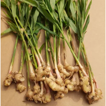 Ginger (41)-7464668-95884.webp